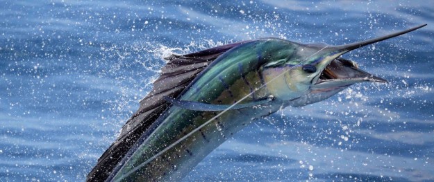 Sailfish Guatemala