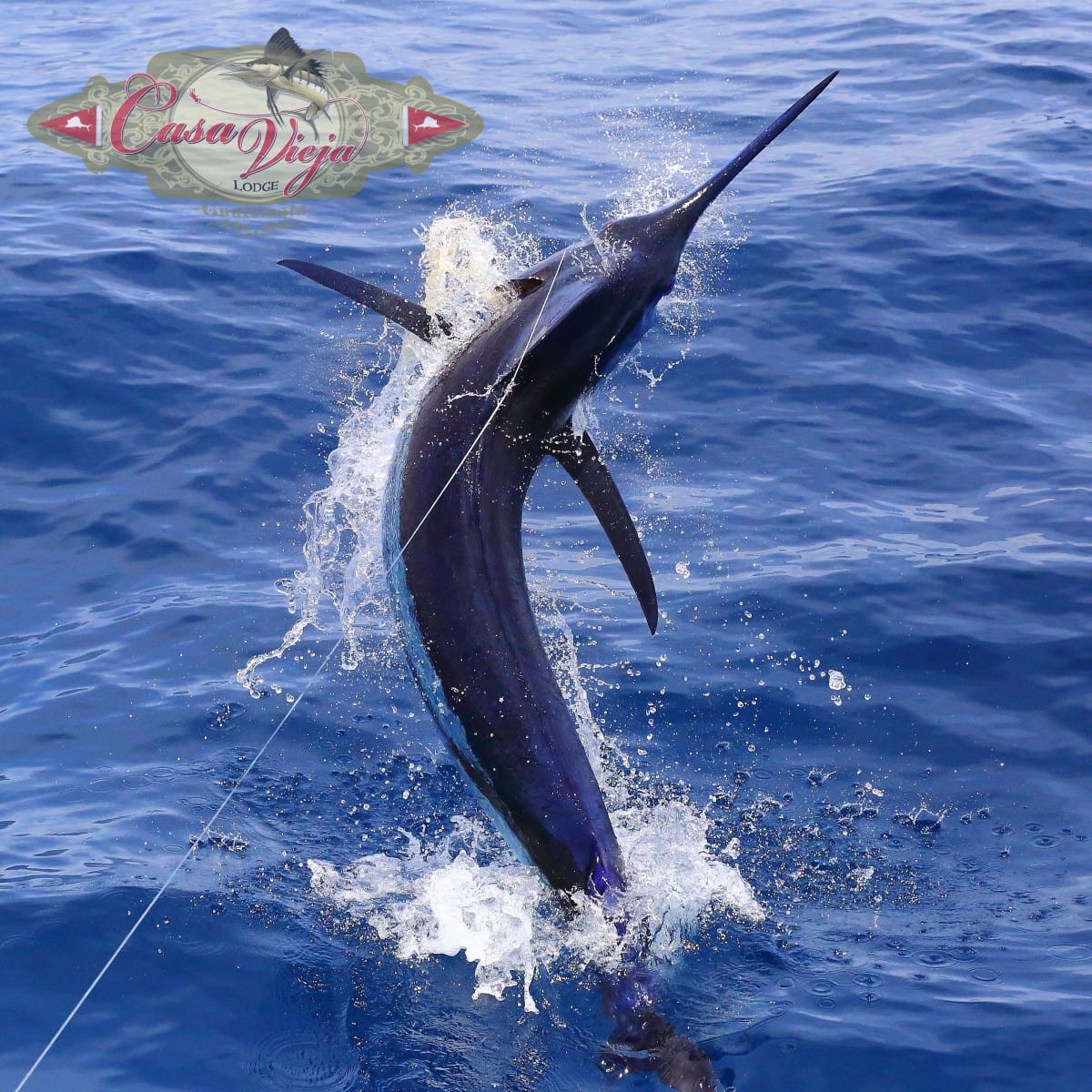 DG8A9917-6Marlin